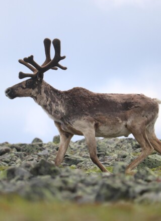 Le gouvernement du Nunavut souhaite faire passer le quota annuel proposé de récolte du caribou sur l’île de Baffin de 550 à 6 600 animaux.  &mdash; Pixabay