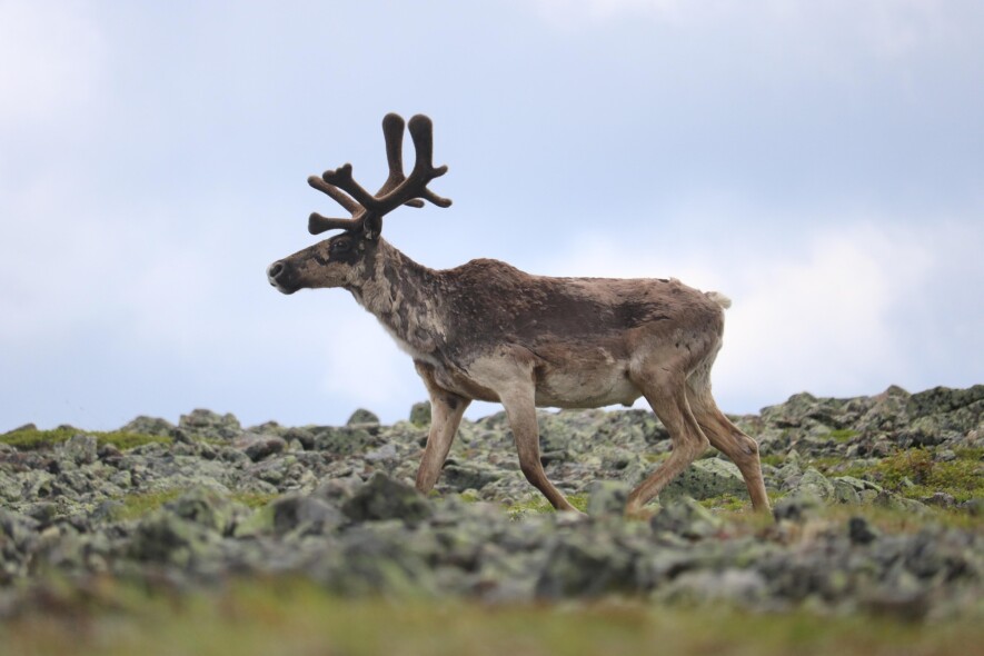 Le gouvernement du Nunavut souhaite faire passer le quota annuel proposé de récolte du caribou sur l’île de Baffin de 550 à 6 600 animaux.  &mdash; Pixabay