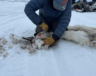 Des activités sur le territoire et la transmission des savoirs traditionnels comptent parmi les approches privilégiées par le Programme de justice thérapeutique.  &mdash; Gouvernement du Nunavut