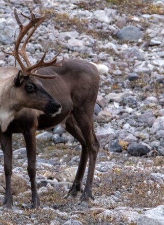 Le nombre de permis de chasse au caribou sur l’île de Baffin passera de 550 à 6 000 dès cette saison. &mdash; Pixabay