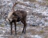 Le nombre de permis de chasse au caribou sur l’île de Baffin passera de 550 à 6 000 dès cette saison. &mdash; Pixabay