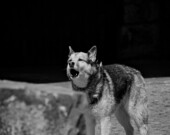 Certains comportements peuvent traduire l’inconfort ou l’anxiété d’un chien. Janelle Kennedy recommande d’apprendre à reconnaître ces signaux afin de prévenir les morsures.
  &mdash; Unsplash
