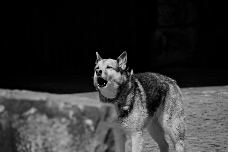 Certains comportements peuvent traduire l’inconfort ou l’anxiété d’un chien. Janelle Kennedy recommande d’apprendre à reconnaître ces signaux afin de prévenir les morsures.
  &mdash; Unsplash