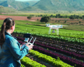 young technical women flying a drone on a lettuces field  