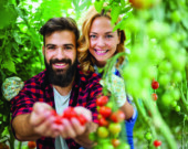 Friendly young couple harvesting fresh tomatoes from the greenhouse garden. People healthy food concept  