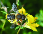 Natural outdoors close up of the male of Willughby's leaf-cutter bee, Megachile willughbiella on yellow Lotus corniculatus flower in a meadow  