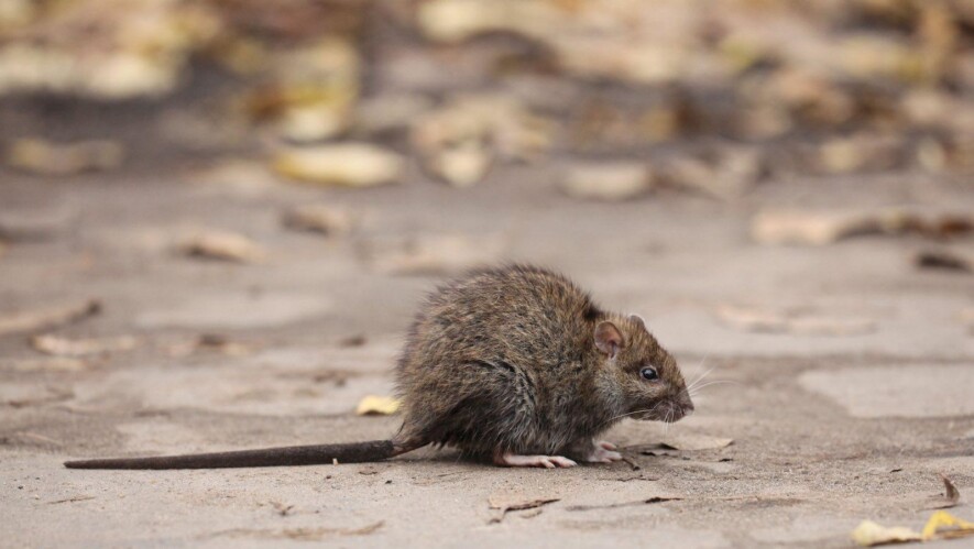   Photo : xload / DepositPhotos https://depositphotos.com/photos/city-rats.html?filter=all&qview=34876363