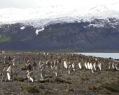   Photo : Stephen Brown / Australian Antarctic Program