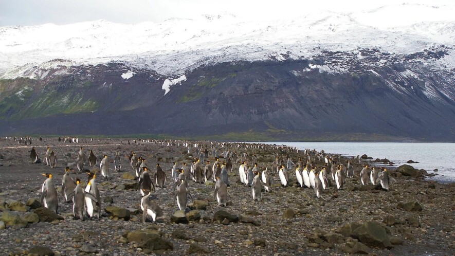   Photo : Stephen Brown / Australian Antarctic Program
