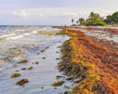 Un banc de sargasses échoué sur une plage du Mexique &mdash; Photo : Arkadijschell / Depositphotos