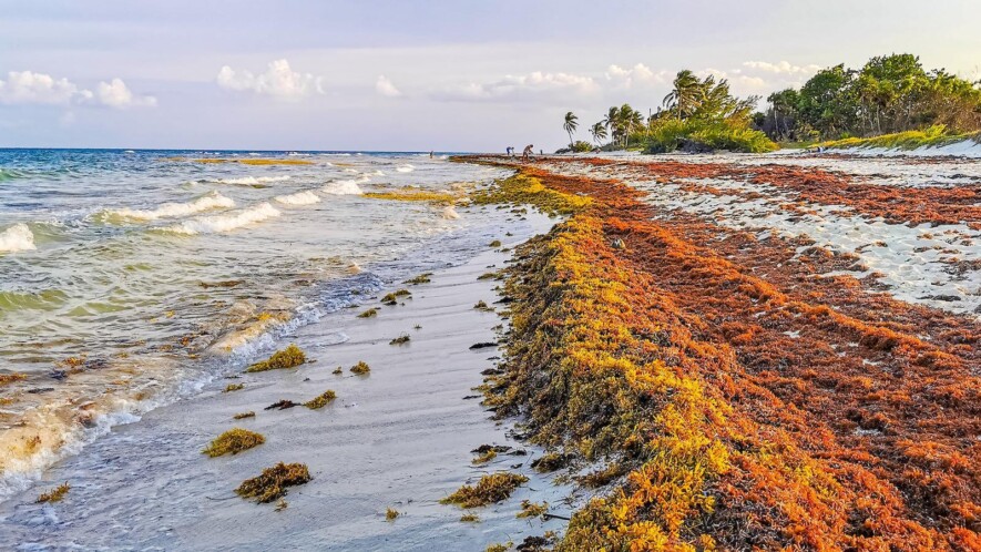 Un banc de sargasses échoué sur une plage du Mexique &mdash; Photo : Arkadijschell / Depositphotos