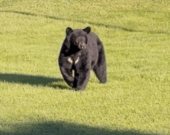 L’ours présenté ici n’est pas celui dont il est question dans l’article. &mdash; Photo : Archives/Le Nord