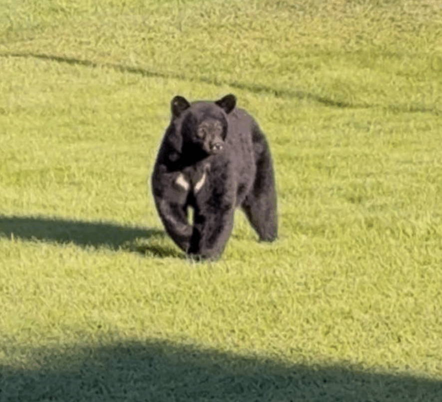 L’ours présenté ici n’est pas celui dont il est question dans l’article. &mdash; Photo : Archives/Le Nord