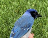 L'hybride de geai bleu et vert &mdash; Photo : Brian R. Stokes