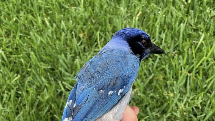 L'hybride de geai bleu et vert &mdash; Photo : Brian R. Stokes
