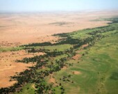 Arbres au seuil du désert, Mali  &mdash; Photo : Nations unies