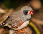 Un diamant mandarin &mdash; Photo : Jurra89 / DepositPhotos