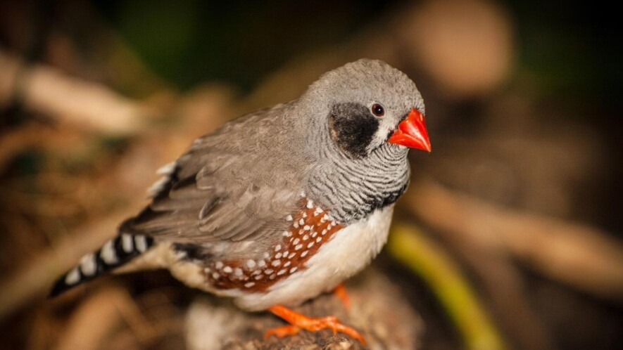 Un diamant mandarin &mdash; Photo : Jurra89 / DepositPhotos