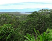 Forêt Daintree, Australie &mdash; Photo : Dinkum / Wiki Commons / CC0