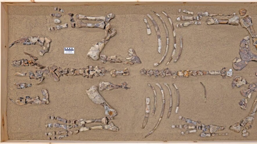 Epiatheracerium itjilik &mdash; Photo : Pierre Poirier / Musée canadien de la nature