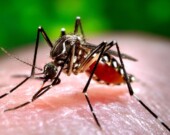 Un moustique Aedes Aegypti, vecteur de la dengue &mdash; Photo : Oregon State University / Flickr / CC 2.0
