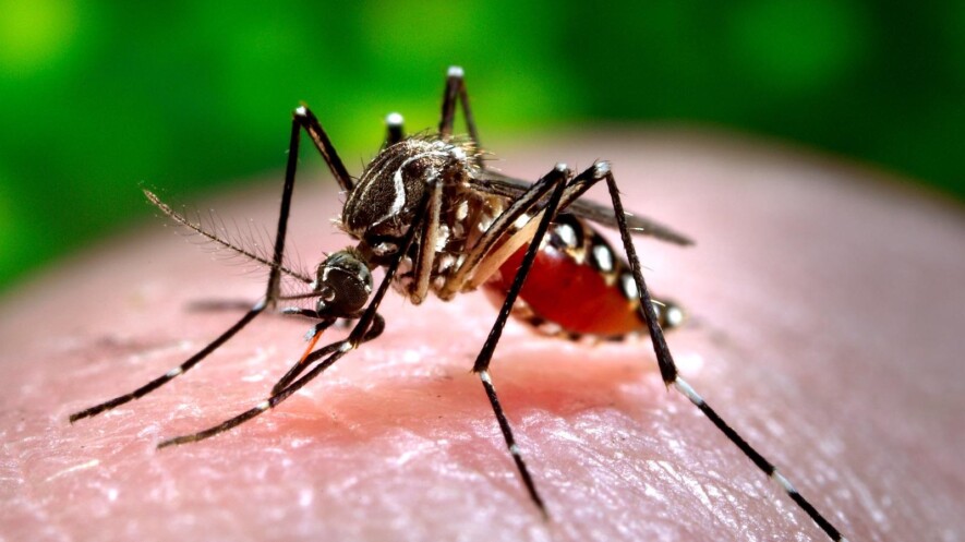 Un moustique Aedes Aegypti, vecteur de la dengue &mdash; Photo : Oregon State University / Flickr / CC 2.0