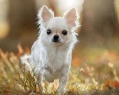 Même ce chihuahua a 0,2% de loup en lui &mdash; Photo : Maxima / CC 4.0