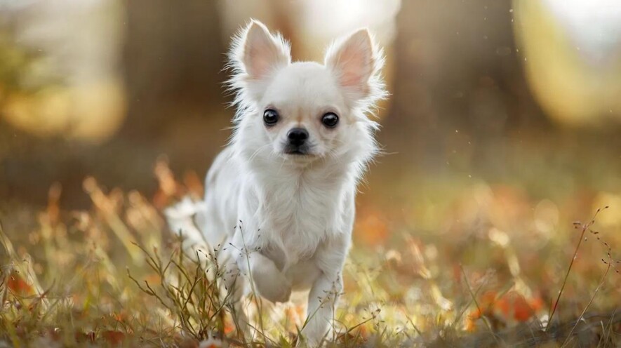 Même ce chihuahua a 0,2% de loup en lui &mdash; Photo : Maxima / CC 4.0