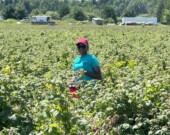 Photo d’un étudiant de Morel Kotomale qui met en valeur les réalisations du projet, en train de disposer les pièges dans les champs de fraises et de framboises.  &mdash; Photo de courtoisie
