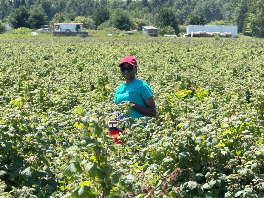 Photo d’un étudiant de Morel Kotomale qui met en valeur les réalisations du projet, en train de disposer les pièges dans les champs de fraises et de framboises.  &mdash; Photo de courtoisie