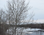 Le gouvernement de l’Ontario prévoit restructurer le réseau des offices de protection de la nature afin d’améliorer la gestion des bassins versants et la protection des collectivités. &mdash; Photo : Archives/Le Nord