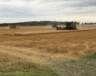 Dans certaines parcelles, Simon Coutier a récolté 2,5 tonnes à l’acre. &mdash; Photo de courtoisie