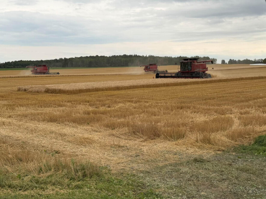Dans certaines parcelles, Simon Coutier a récolté 2,5 tonnes à l’acre. &mdash; Photo de courtoisie