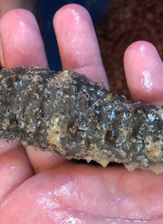 Sean P. Myers (Wikimedia Commons)