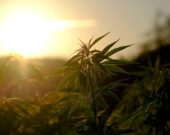 Le 17 octobre marque le 2e anniversaire de la légalisation du cannabis au Canada. &mdash; Crédit : NickyPe – Pixabay