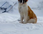 Le saint-bernard préfère les climats froids. &mdash; Photo : Gwyndelyn Houlton