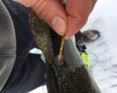 Les dorés jaunes du lac Nipissing sont étiquetés par le ministère des Richesses naturelles et des Forêts. &mdash; Photo : Ève Beaudry