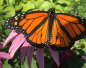 La lente transformation d’une chenille en papillon monarque chez la famille d’Amélie Giroux — Photo : Amélie Giroux