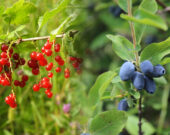 Groseilles et camerises feront partie des fruits sauvages qui seront plantés dans la nouvelle forêt nourricière d’Alban le 16 octobre. &mdash; Photos : Shutterstock