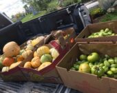 Les récoltes obtenues dès la première année dans le jardin de l’église St. Alexander  