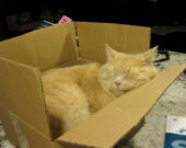 Thunder, le chat d’Ella Crepeault &mdash; Photo : Ella Crépeault