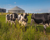Est-ce que les vaches produisent autant de gaz à effet de serre que certains croient? &mdash; Photo : Shutterstock