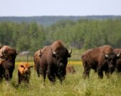 Des bisons de la ferme Bison du Nord &mdash; Photo : Archives