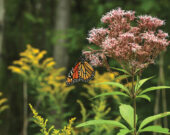 Un monarque butine.  &mdash; Photo : André-Philippe Drapeau Picard