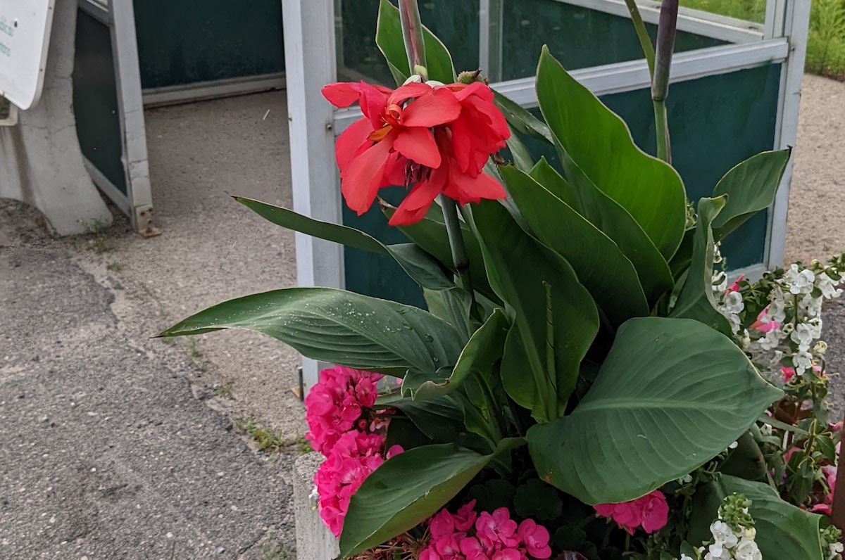 Carole Boileau n’a pas été découragée par le vol de ses fleurs Le