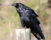 Un grand corbeau
 &mdash; Photo : Wikimedia Commons, David Hofmann