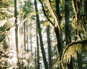 Les forêts tempérées humides de Colombie-Britannique font partie des dernières forêts primaires du Canada.  &mdash; Photo : Jesse Bauer – Unsplash