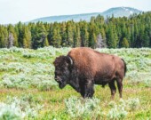 Photo de Chait Goli: https://www.pexels.com/fr-fr/photo/photo-de-bisons-sur-terrain-en-herbe-2666618/ &mdash; Photo de Chait Goli - Pexels