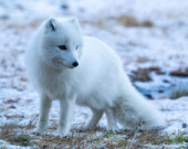   Photo : Shutterstock