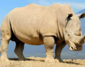Le rhinocéros blanc  